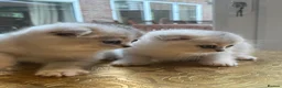 Scottish Fold cats for sale: Pure Scottish Fold  - Advert 4