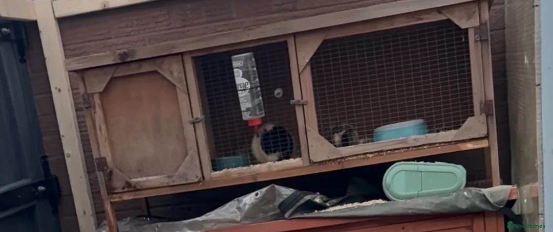 Guinea Pig rodents for sale: Mother and daughter guinea pigs for sale  - Advert 4