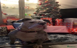 Old Tyme Bulldog dogs for sale: Old tyme English bulldog ( 3 years old )  - Image 7