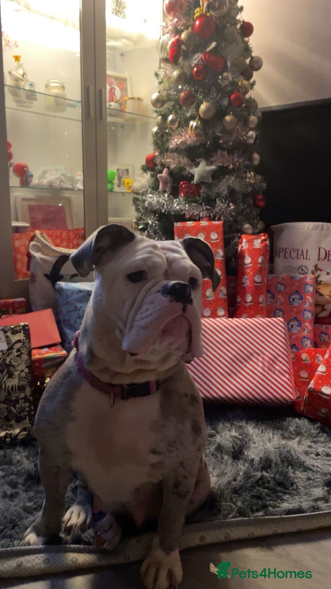 Old Tyme Bulldog dogs for sale: Old tyme English bulldog ( 3 years old )  - Image 7