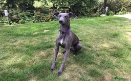 Whippet dogs for sale: Male Whippet puppy  - Image 1