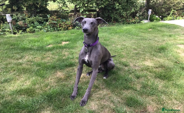 Whippet dogs - Advert 1