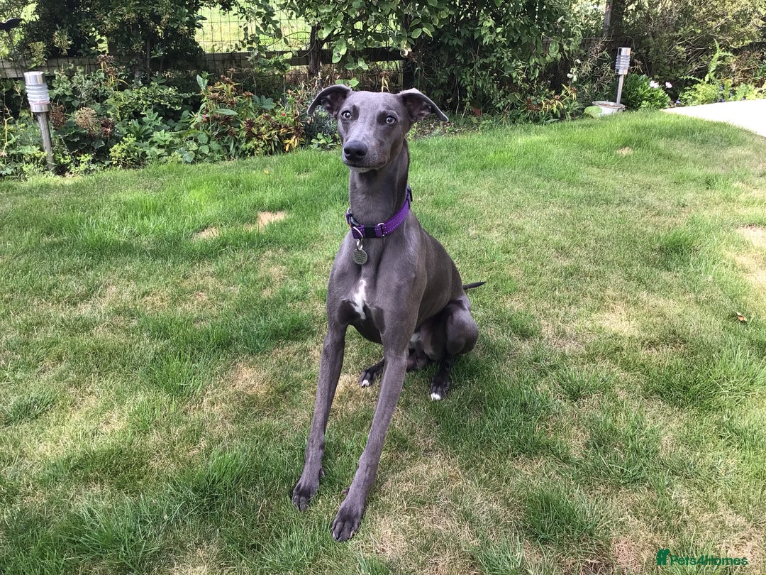 Whippet dogs for sale: Male Whippet puppy  - Image 1