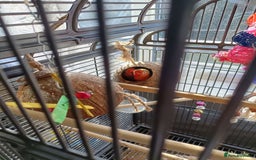 Lovebirds birds for sale: Lovebirds  - Image 8