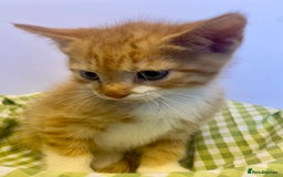 European cats for sale: Colourful kittens - Image 9