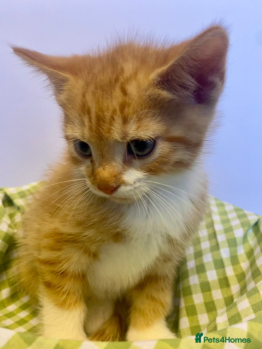 European cats for sale: Colourful kittens - Image 9