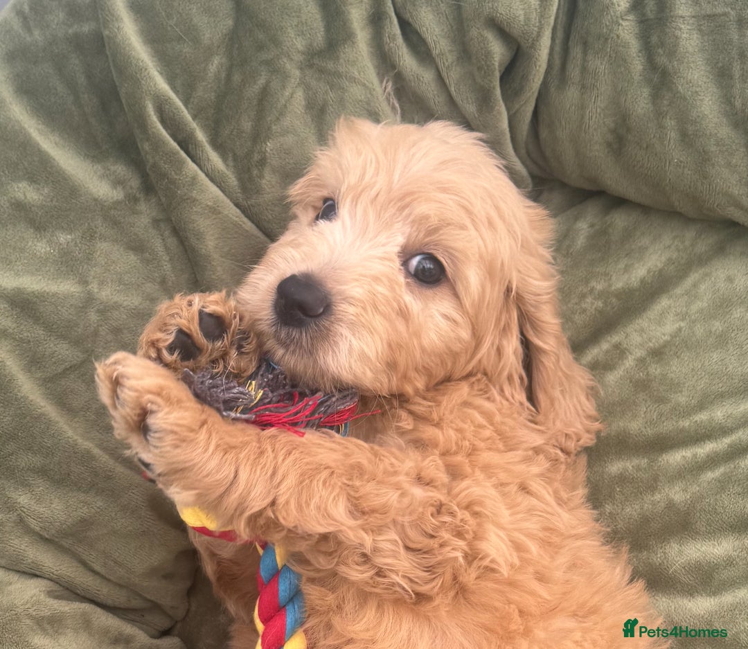 Goldendoodle dogs for sale: Healthy waggy happy puppies  - Image 9