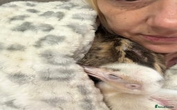 Emus poultry for sale: Baby chicks greater rhea hand reared  - Image 5