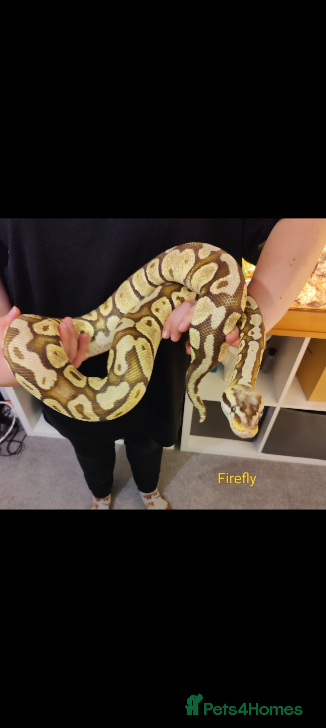 Python Snake reptiles Royal Python - Mixed morphs available - Advert 1