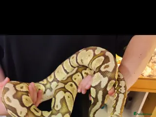 Python Snake reptiles Royal Python - Mixed morphs available - Advert 1