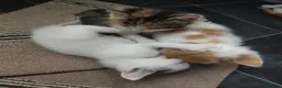 American Shorthair cats for sale: American short hair kittens  - Advert 5