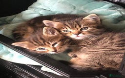 Mixed Breed cats for sale: Fluffy kittens - Image 2