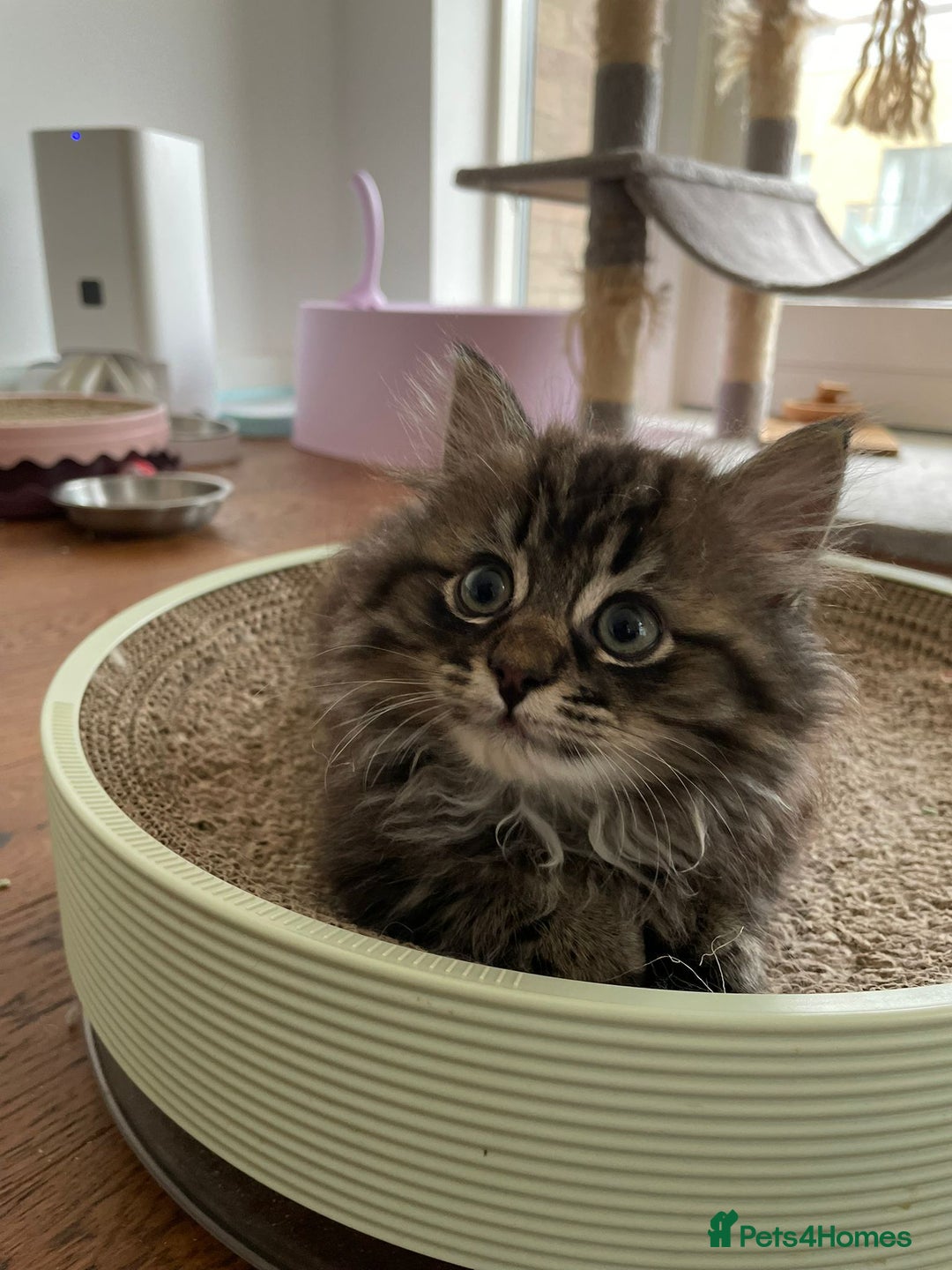 Napoleon cats for sale: 1 boy & 2 girl munchkin kittens ready for new home - Advert 12