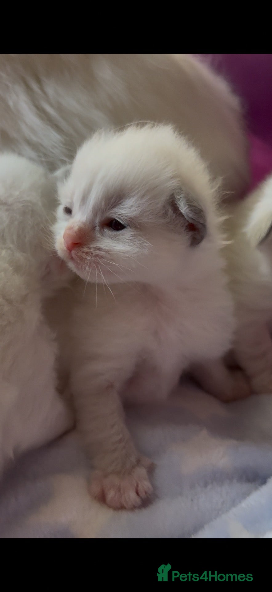 Ragdoll cats Stunning Ragdolls kittens Blue Colourpoint Mitted  - Advert 8