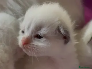 Ragdoll cats Stunning Ragdolls kittens Blue Colourpoint Mitted - Advert 8