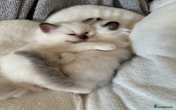 Birman cats for sale: Lovely Birman kittens  - Image 15