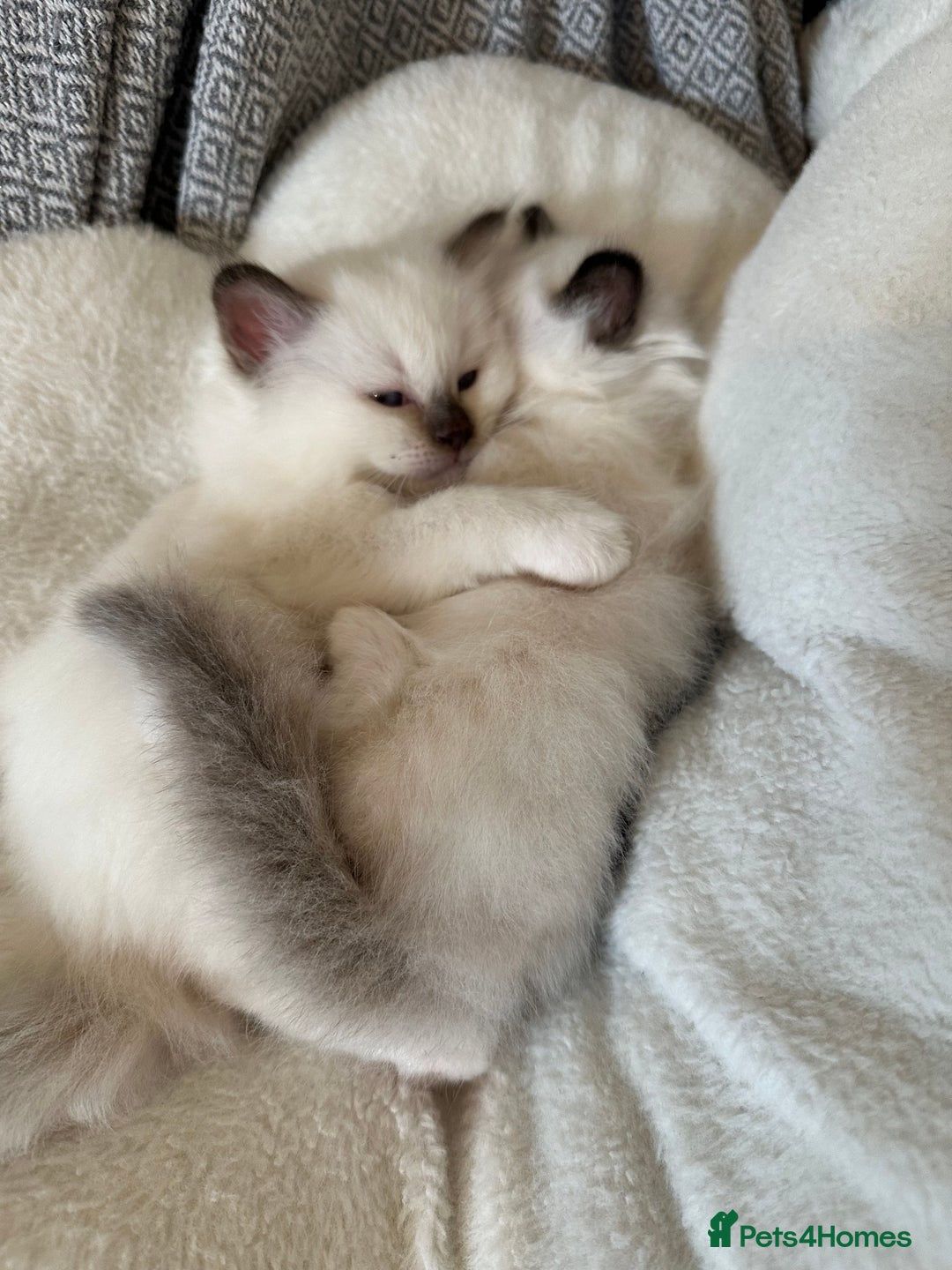 Birman cats for sale: Lovely Birman kittens  - Image 15