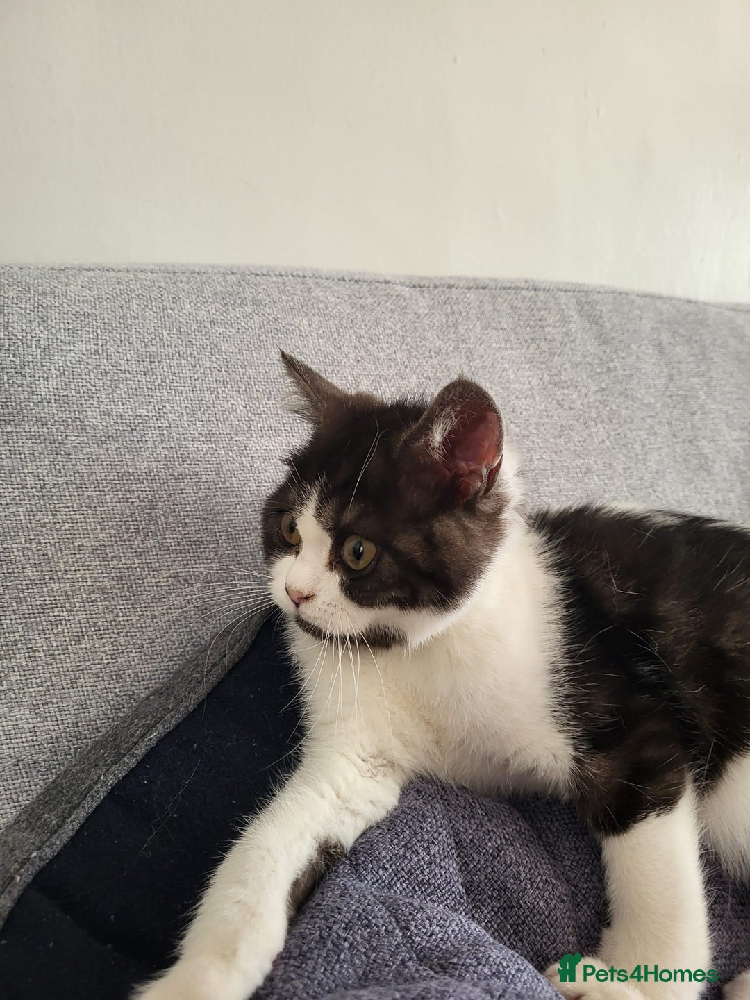 British Shorthair cats for sale: Little Man Waiting For His Forever Home! So Cuddly - Image 6