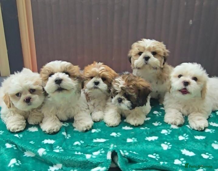 Shih Tzu dogs Little White Hearts Seeking Their Forever Homes - Advert 5