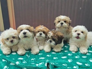 Shih Tzu dogs Little White Hearts Seeking Their Forever Homes - Advert 5