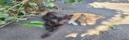 Mixed Breed cats for sale: 2 Male Kittens For sale!! - Advert 3