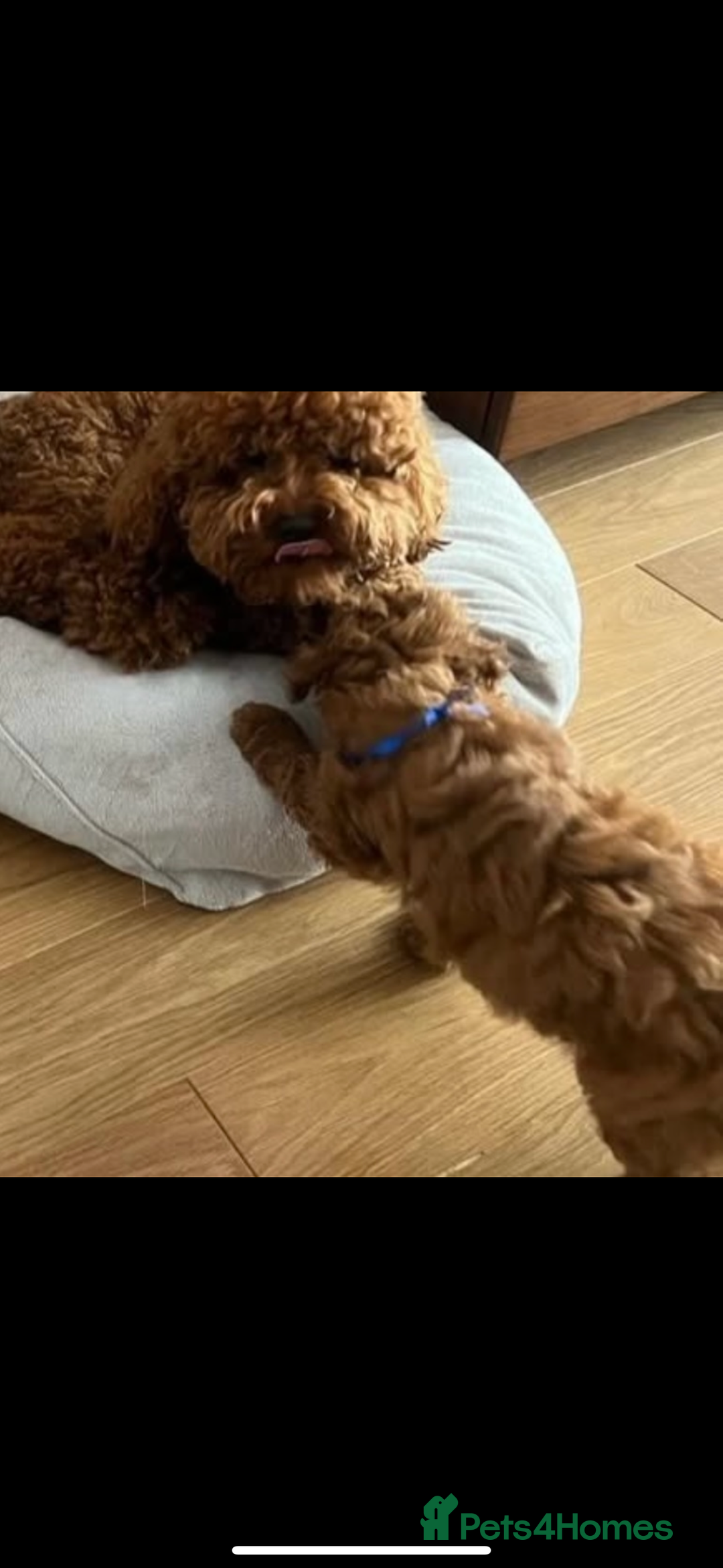 Toy Poodle dogs for sale: ❤️ Tiny Fluffy Red Toy Poodle ❤️ - Advert 13