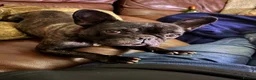 French Bulldog dogs for sale: Brindle female kennel club reg adult available  - Advert 26