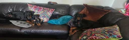 Dobermann dogs for sale: X4 Beautiful female pups available  - Advert 10