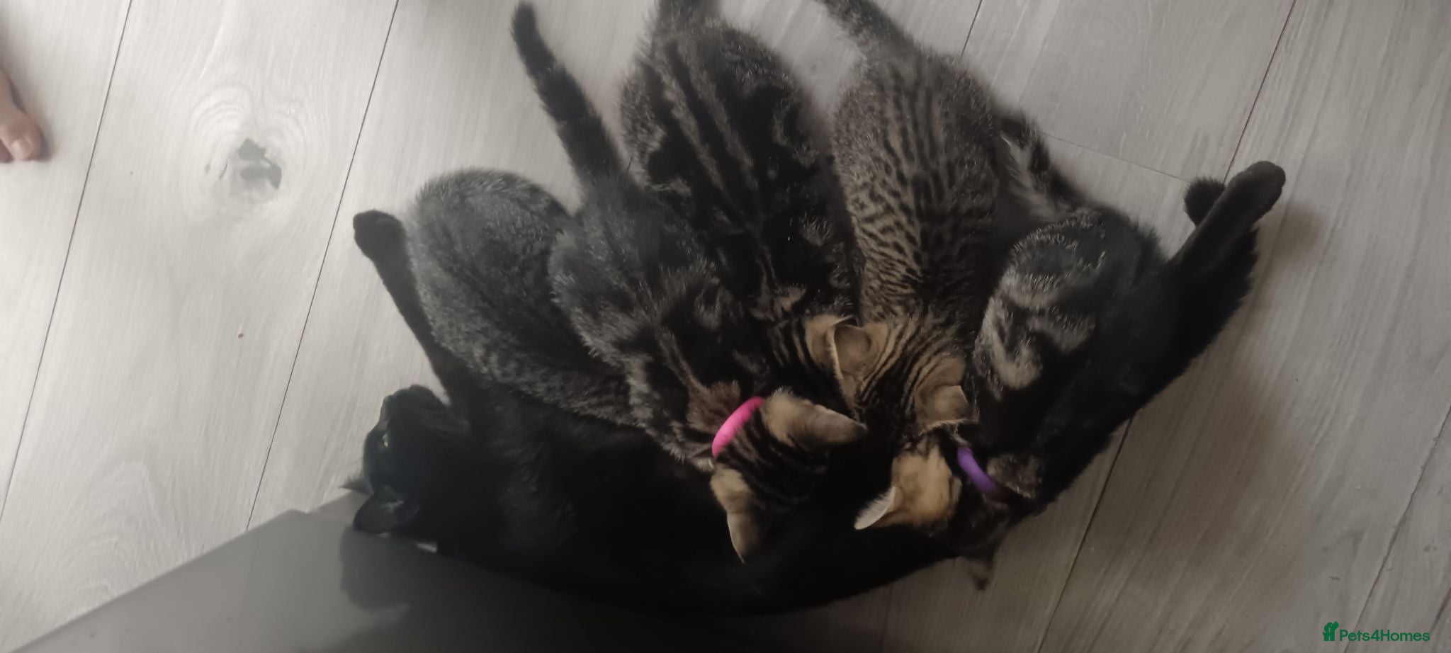 Mixed Breed cats 3 Lovely Tabby Kittens - Advert 2