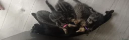 Mixed Breed cats for sale: 3 Lovely Tabby Kittens in Gravesend - Advert 1