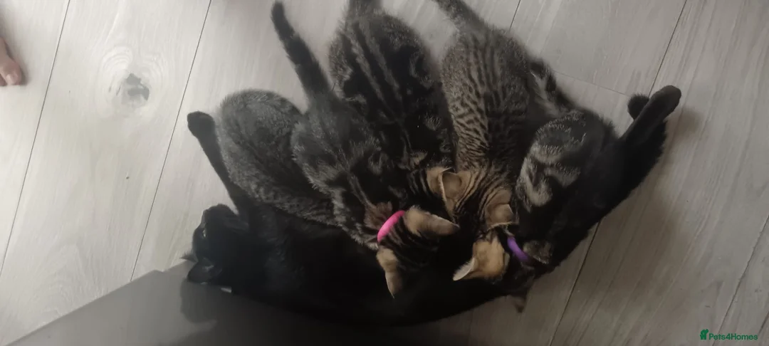 Mixed Breed cats for sale: 3 Lovely Tabby Kittens in Gravesend - Advert 1