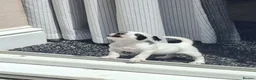 Jack Russell dogs for sale: Beautiful Jack Russell Puppies - Advert 5