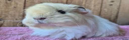 Guinea Pig rodents for sale: Sheltie and texel sows and sheltie boar.  - Advert 1