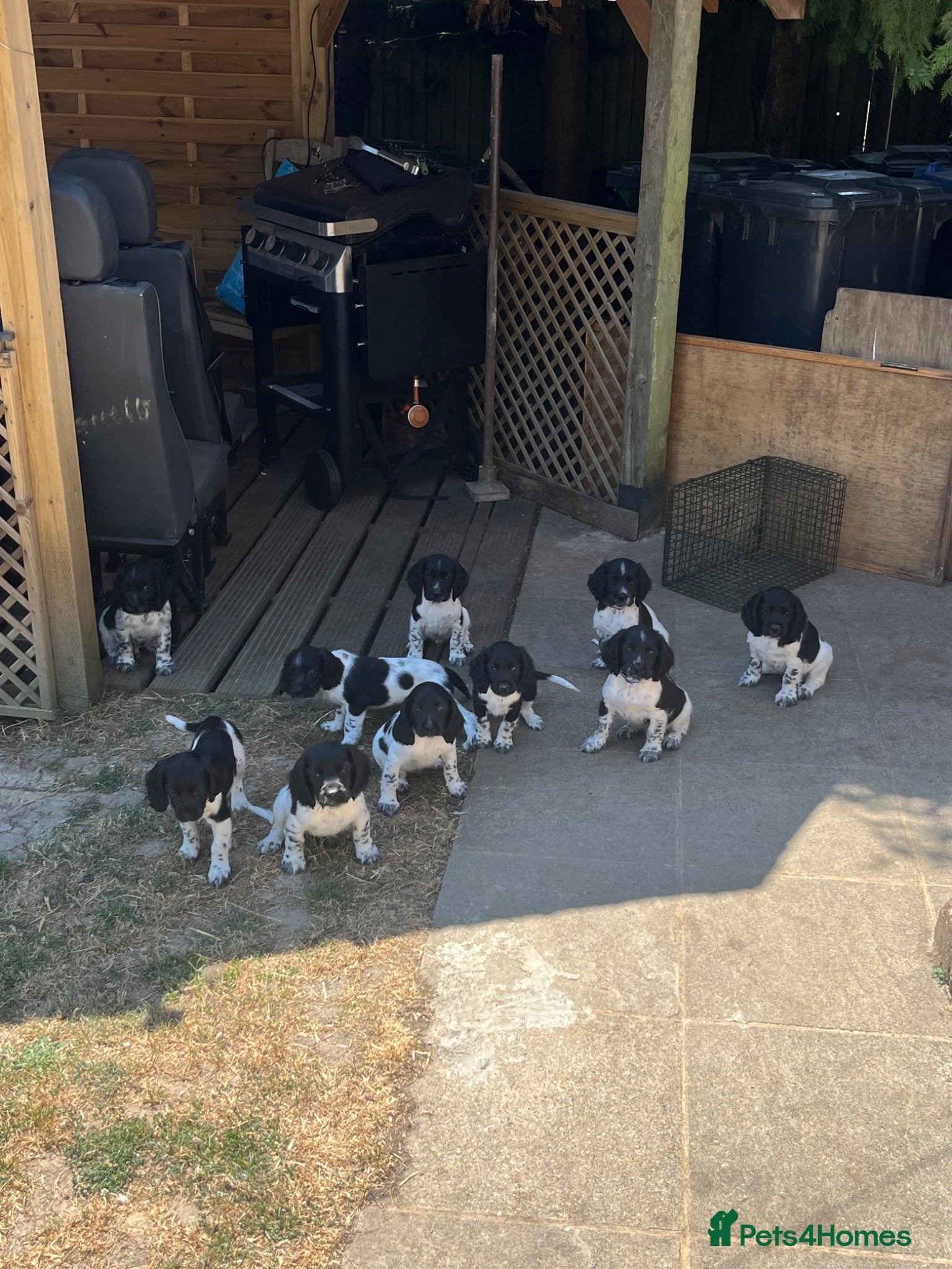English Springer Spaniel dogs Pedigree English Springer Spaniel Pups  - Advert 5