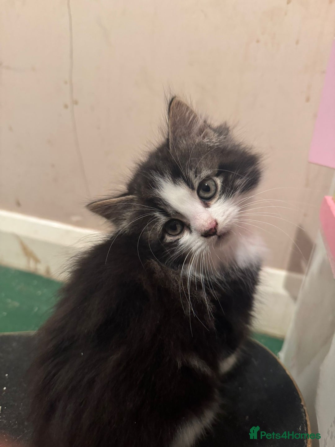 Mixed Breed cats for sale: 5 Little Furballs Looking For Loving Homes😻😻 - Advert 11