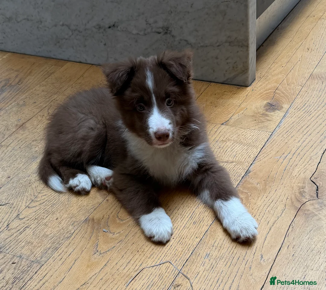 Border Collie dogs for sale: Border Collie puppies for sale - Advert 9
