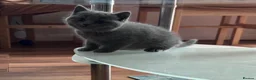 Brazilian Shorthair cats for sale: British Shorthair Kitten  - Advert 13