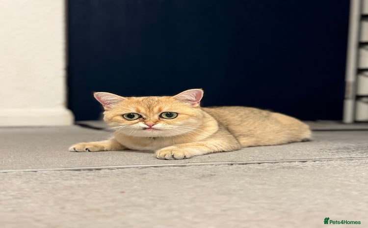 British Shorthair cats - Advert 3