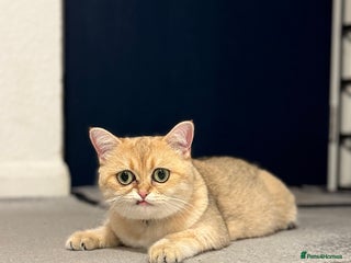 British Shorthair cats - Advert 18