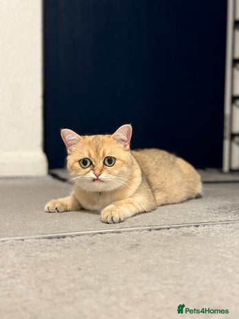 British Shorthair cats - Advert 1