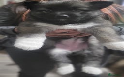 Shepsky dogs for sale: Husky x Shepsky - Image 2