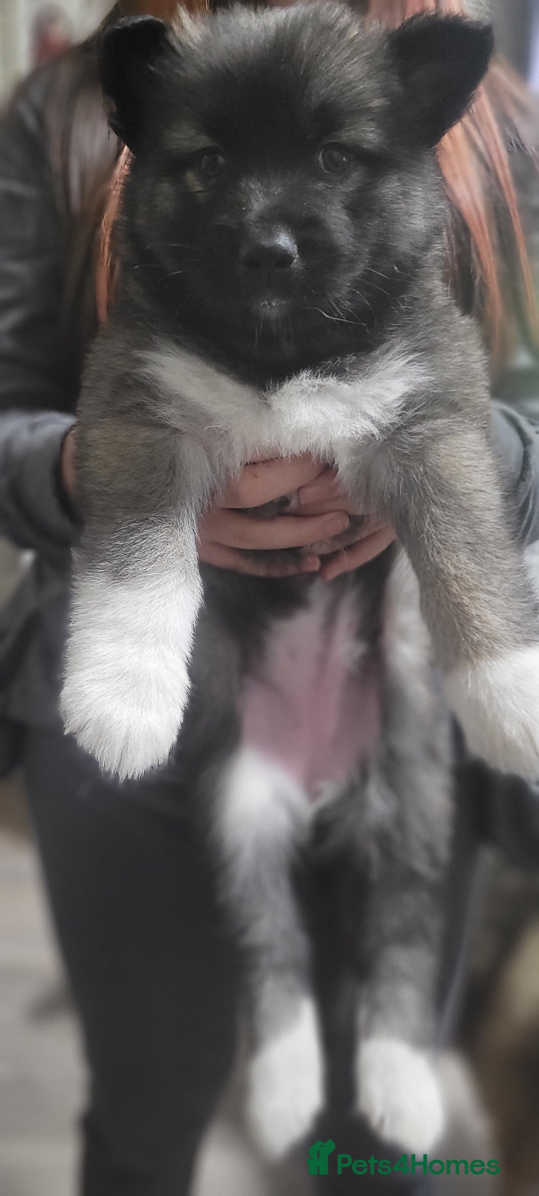 Shepsky dogs for sale: Husky x Shepsky - Image 2