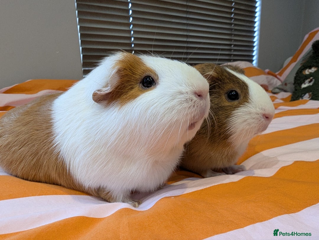 Guinea Pig rodents for sale: 2 female guinea pigs with cage and accessories - Advert 2