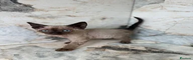 Devon Rex 1