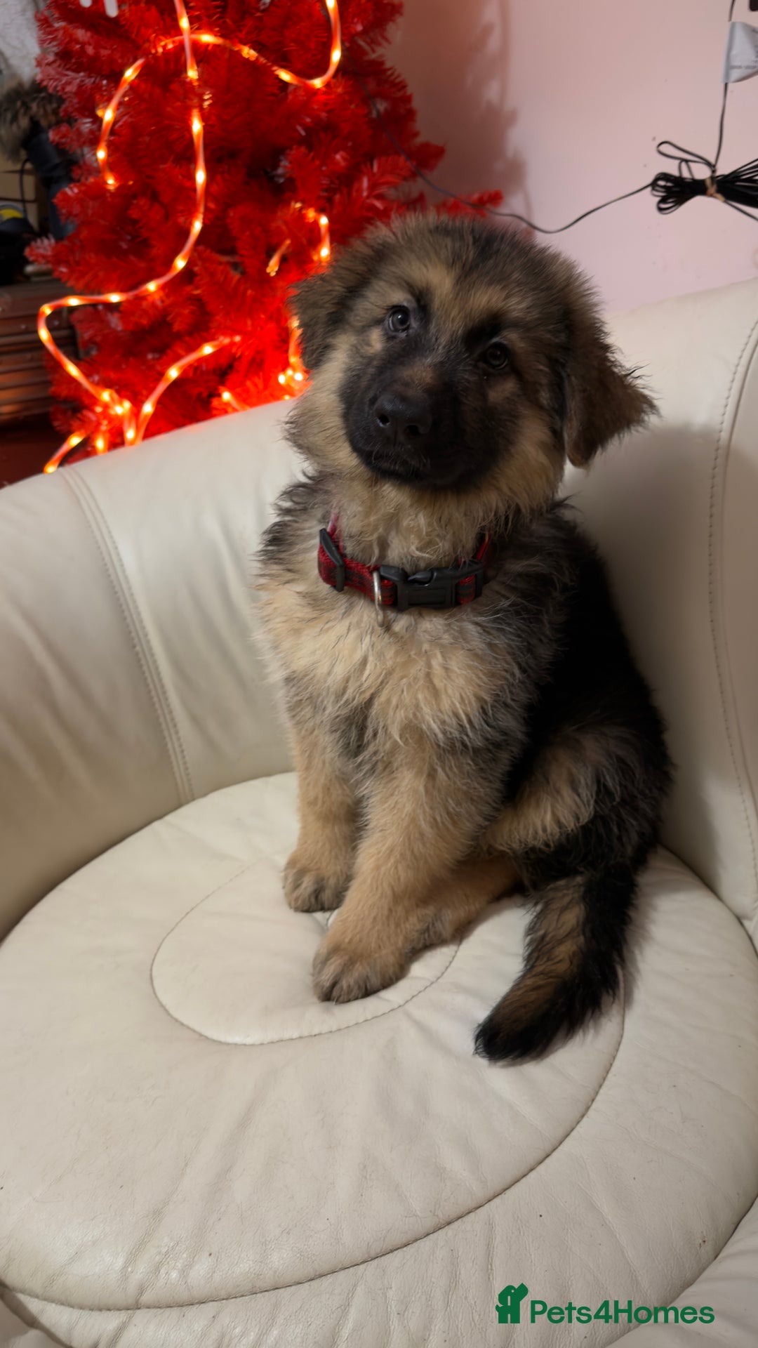 German Shepherd dogs for sale: German shepard pups black tan girl  reduced - Advert 3
