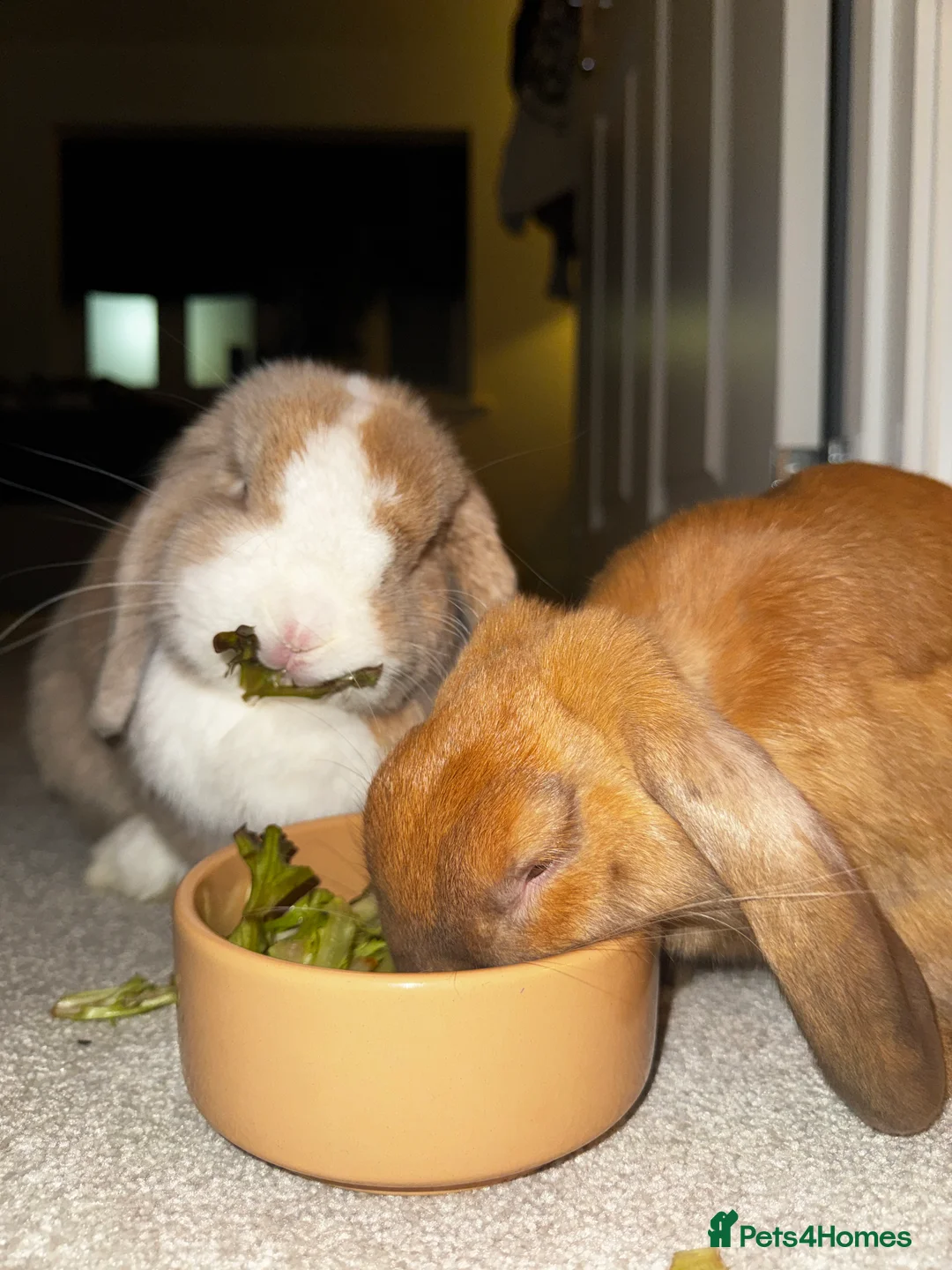 Mixed Breed rabbits for sale: Teddy and Ellie - Advert 1