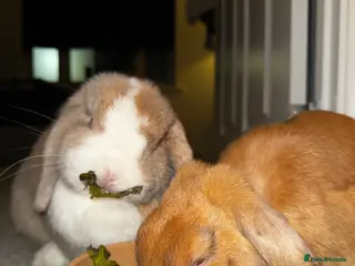 Mixed Breed rabbits Teddy and Ellie - Advert 3