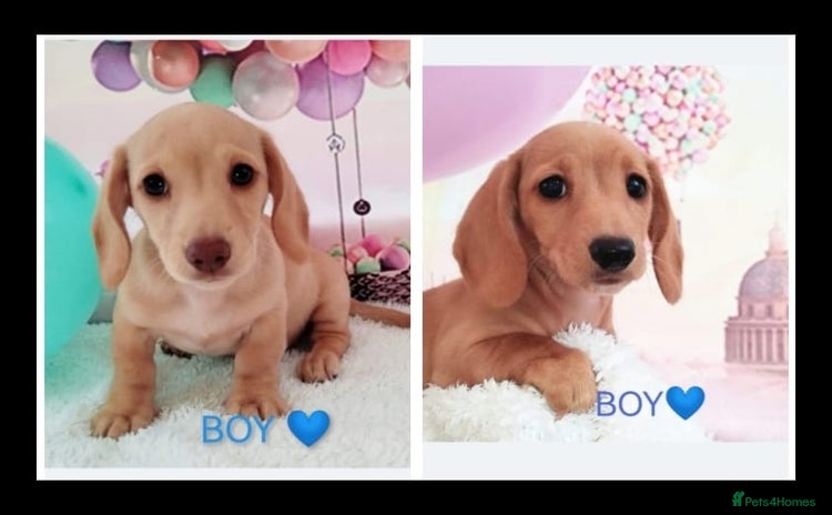 Miniature Dachshund dogs - Advert 1
