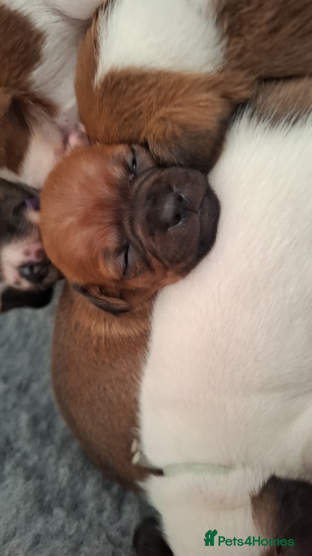 Mixed Breed dogs for sale: 🐾 Gorgeous Mixed-Breed Puppies – 🐾 - Advert 15