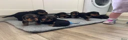 Airedale Terrier dogs for sale: Beautiful Airedale terrier puppies  - Advert 6